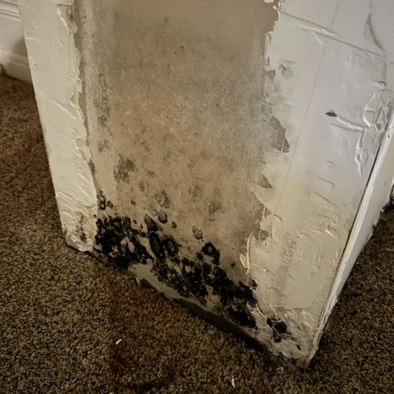 Professional Mold Removal in Hawthorne, FL